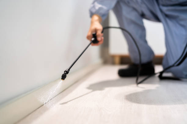 Licensed Wasp Removal service in Brewer, ME - Show Me Pest Control